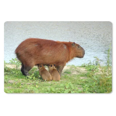 Produktbild von MuchoWow® Schreibtischunterlage Ein Wasserschwein mit zwei Jungtieren in der Nähe des Wassers 60x40 cm - XXL Mauspad - Großes Mauspad