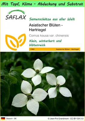 Produktbild von SAFLAX Garden to go - Asiatischer Blüten - Hartriegel - Cornus kousa var. chinensis - 30 Samen - Mit Topf, Klima - Deckel und Anzuchtsubstrat