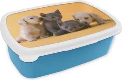Produktbild von KitchenYeah® Lunchbox Brotzeit Brotdose 17x11 cm Welpe - Kätzchen - Tiere Kinder Brotzeitdose - Lunch - Kunststoff  - Brotbüchse - Sandwichbox - Lunchbox für Kinder