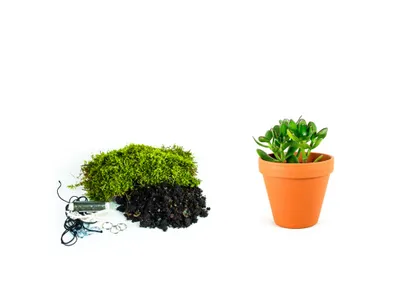 Obrázok produktu pre Gardners Kokedama "Vyrob si sám" Crassula (M)