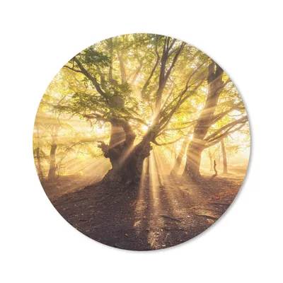 Produktbild von MuchoWow® Mauspad Mousepad Baum - Wald - Sonne 20x20 cm - Mousepads - Maus Mat - Pad - Mausunterlage - Schreibtischmatte