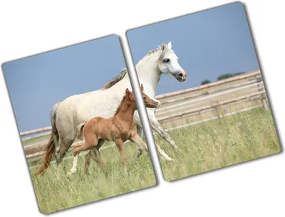 Produktbild von Tulup Glas Herdabdeckplatte - 2x40x52 cm - Glaskeramikkochfeld-Abdeckung Spritzschutz Glasabdeckplatte Kochplattenabdeckung und Schneidebrett - Zweiteilig - Tiere - Stute mit Fohlen - Beige