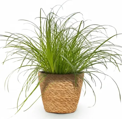 Immagine prodotto di Cyperus Alternifolius Zumula - Pianta per gatti - Pianta da appartamento in