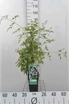Zdjęcie produktu dla Clematis vitalba - powojnik pospolity 50-60 cm | doniczka