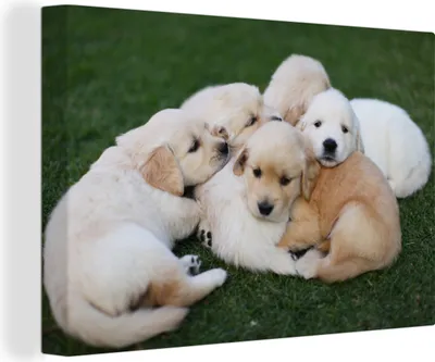 Produktbild von OneMillionCanvasses® - Leinwandbilder - 150x100 cm, Tiere - Welpen - Hunde, Wandbilder Kunstdruck Wanddekoration
