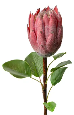Immagine prodotto di Fiore artificiale Clayre & Eef 65 cm plastica rosa