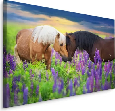 Produktbild von Fabelhafte Canvas LEINWAND BILDER 40x30 cm XXL Kunstdruck Wiese Lavendel Tiere Pferde