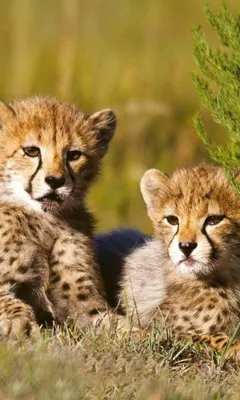 Produktbild von Fototapete - Cheetah 150x250cm - Vliestapete