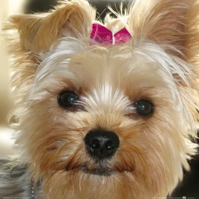 Produktbild von Hunde Kunstdruck Bild - Yorkshire Terrier Mit Rosa Schleife (40 x 40 cm)