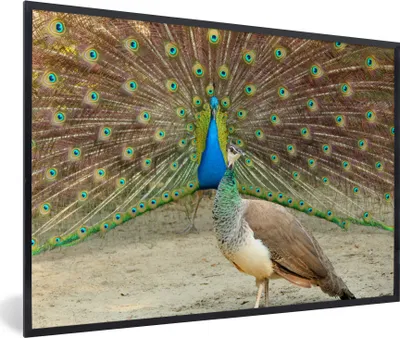 Produktbild von MuchoWow® MuchoWow® Gerahmtes Poster Pfaue - Vögel - Federn 60x40 cm - Poster mit zchwarzem Bilderrahmen - Printing - Wanddeko Schlafzimmer