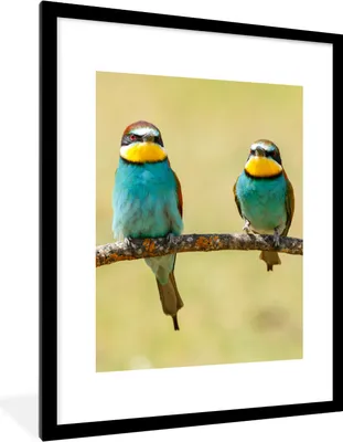 Produktbild von MuchoWow® Gerahmtes Poster Vögel - Tiere - Bienenfresser 60x80 cm - Poster mit Schwarzem Bilderrahmen Wandposter Rahmen Foto Bilder - Wohnzimmer - Dekorationen - Prämie