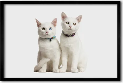Produktbild von Bild 60x40 MDF-Rahmen, Wandkunst weiße Katzen