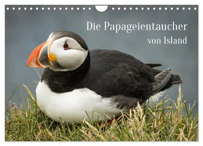 Produktbild von Die Papageientaucher von Island (Wandkalender 2027 DIN A4 quer), CALVENDO Monatskalender