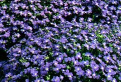 Produktbild von 6 x  Aubrieta hybrida 'Cascade Blue' - Blaukissen - Topf 9 x 9 cm
