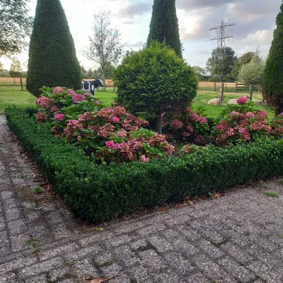 Obrázek produktu pro Euonymus japonicus 'Green Spire' - Stálezelený živý plot - 48 rostlin - ↕10-25cm - Ø9cm - Kompaktní náhrada zimostrázu - Snadná péče a snáší stříhání - Pro živé ploty, záhony a solitérní rostliny