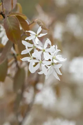 Produktbild von Amelanchier 'Ballerina', Felsenbirne, weiß, 60–100 cm