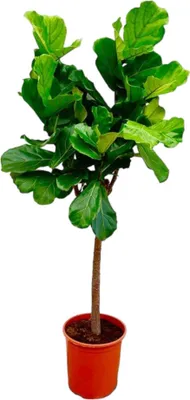 Zdjęcie produktu dla Trendyplants – drzewko figowe (Ficus lyrata) – roślina tytoniowa – roślina doniczkowa – wysokość 140–160 cm – rozmiar doniczki Ø 30 cm