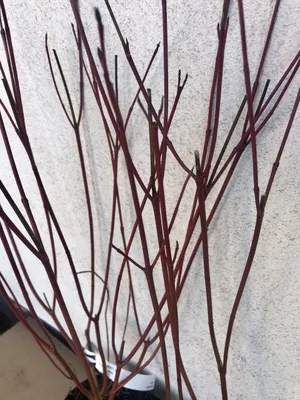 Image de 10 plants de Cornouiller Alba (Cornus alba) | Hauteur : 60-90 cm, plants non racinés