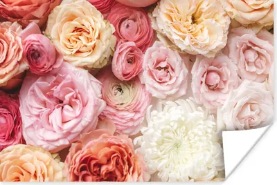 Produktbild von MuchoWow® Poster Blumen - Rosen - Rosa 120x80 cm - Bilder