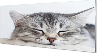 Produktbild von Glasbilder 125x50 Wandkunst schläfrige Katze