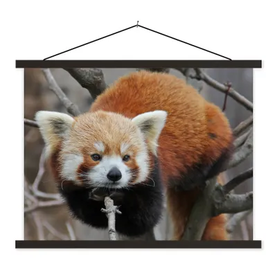 Produktbild von MuchoWow® Textilposter Roter Panda - Äste - Baum 40x30 cm mit schwarzem Rahmen - Dekorationen