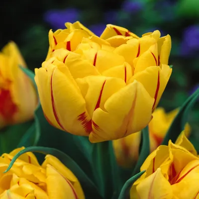 Produktbild von Tulpen Blumenzwiebeln Zwiebeln Blumen Gefüllte Tulpe Monsella 5 St.