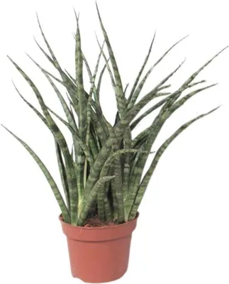 Productafbeelding van Sansevieria Fernwood Punk - 25-35cm - Ø12cm - Kamerplant - Groenblijvend - Cactus & Vetplanten