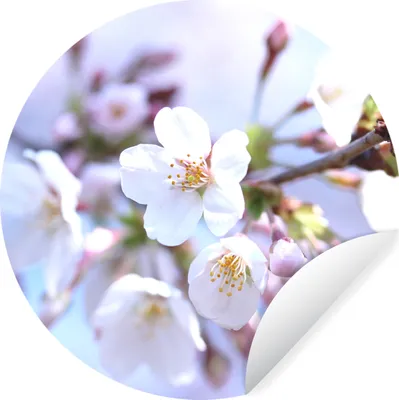 Produktbild von MuchoWow® Runde Wandtattoo - Wandsticker Tapete Aufkleber Blumen - Sakura - Zweig Ø 100 cm Selbstklebend und Repositionierbar - Wandaufkleber - Kreis - Tapetenkreis - Wandbild rund - Schlafzimmerdekoration - Wanddeko - runde Tapete - Kunst für zu Hause