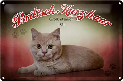 Produktbild von Blechschild Katze 30x20cm Britisch Kurzhaar Großbritanien