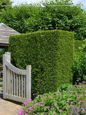 Produktbild von Lebensbaum Thuja Brabant 140-160 cm im Topf, 18x Heckenpflanze