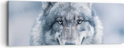 Produktbild von Bild auf Leinwand - Leinwandbild - Einteilig - Wolf Raubtier Wildheit - 90x30cm - Wand Bild - Wanddeko - Wandbilder - Leinwanddruck - Bilder - Wanddekoration - Leinwand bilder - AB90x30-5073