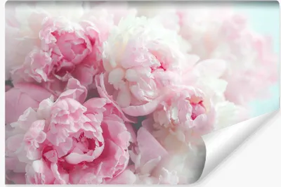 Produktbild von Muralo Selbstklebende Fototapete BLUMEN Pfingstrosen Natur 3D für Schlafzimmer Br. 368cm x Hö. 254cm