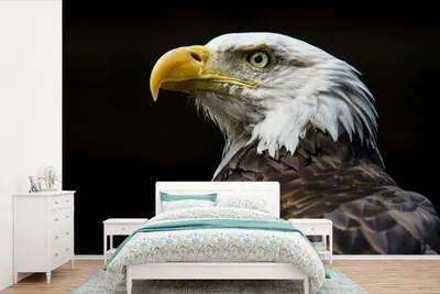 Produktbild von MuchoWow® Fototapete für Wohnzimmer oder Schlafzimmer Wandtapete Vinyl Motivtapete Adler - Vogel - Augen - Schnabel - 525x350 cm - Das Hintergrundbild