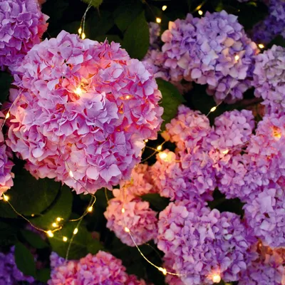 Produktbild von MOSES Blatt & Blüte Solar Lichterregen Lichterkette 100 LED Lichter