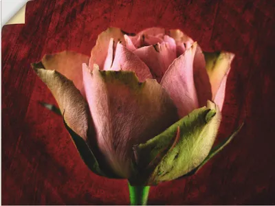 Produktbild von ARTland Wandbild, selbstklebend Rosa Rose Größe: 80x60 cm