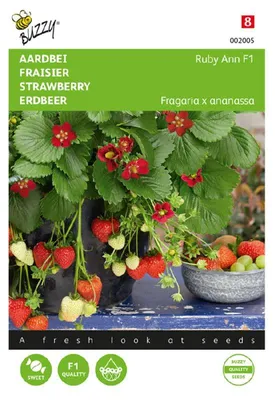 Produktbild von Buzzy Hängeerdbeere Ruby Ann F1 rotblühend