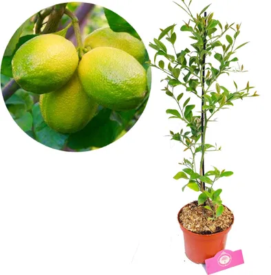 Image de Citrus auratifolia - 'limon' Plante de lime - Arbre à lime - Pot de 2 litres - 70 cm