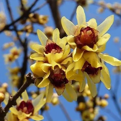 Productafbeelding van 2 x Chinese winterbloeier - *Chimonanthus praecox* | 30-40 cm in pot