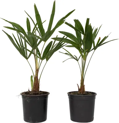 Produktbild von Trachykarp konopný - 2 ks. - Trachycarpus Fortunei - Výška 35-45cm - ⌀15cm