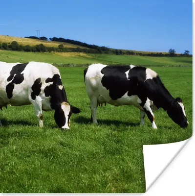 Produktbild von MuchoWow® Poster Kühe - Tiere - Gras 75x75 cm - Wand Dekoration