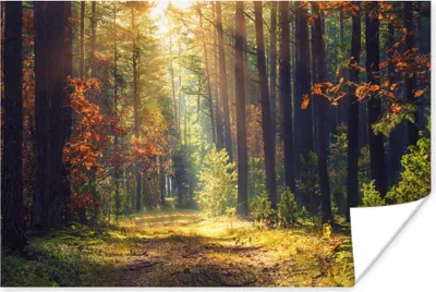 Produktbild von MuchoWow® Poster Wald - Herbst - Bäume 120x80 cm - Bilder