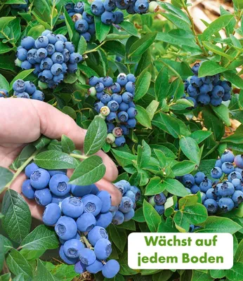 Produktbild von BALDUR Garten 3x Trauben-Heidelbeere 'Reka® Blue', Pflanzen im 2-Liter Containertopf,wächst & fruchtet auf allen Gartenböden, bis zu 8 kg Heidelbeer-Ernte pro Strauch, Früchte mit intensivem Aroma