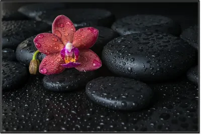 Produktbild von Wallario Wandbild Orchideen-Blüte auf schwarzen Steinen, benetzt mit Wasser-Tropfen, Größe: 61 x 91,50 cm, Poster mit schwarzem Aluminiumrahmen
