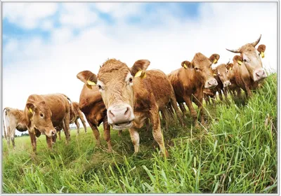 Produktbild von Wallario Wandbild Kühe im Sommer auf der Weide, Größe: 70,30 x 100,30 cm, Poster mit weißem Kunststoffrahmen