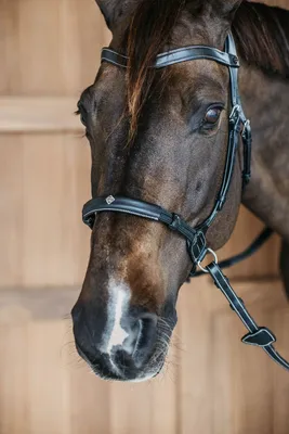 Produktbild von Dy´on Gebisslose Trense Bitless Bridle Schwarz Cob