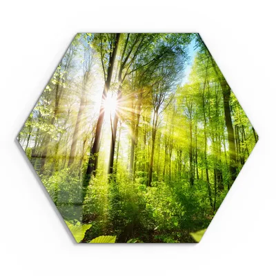 Produktbild von DEQORI Glasbild Echtglas 55x48 cm 'Licht durchdringt Bäume' Wandbild Bild modern Deko