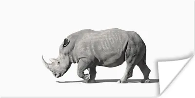 Produktbild von MuchoWow® Poster Rhinozeros - Tiere - Weiß 40x20 cm - Poster für die Wand - Poster Schlafzimmer