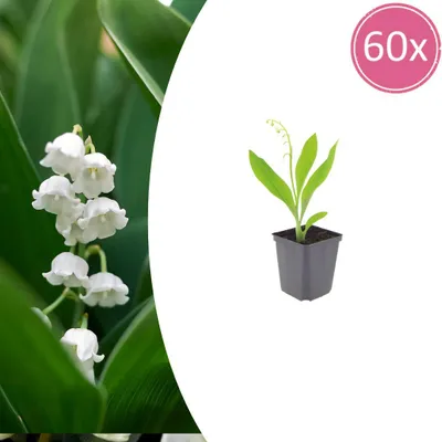 Zdjęcie produktu dla Convallaria majalis | 60 sztuk - 10-25cm - Ø9cm - Roślina ogrodowa