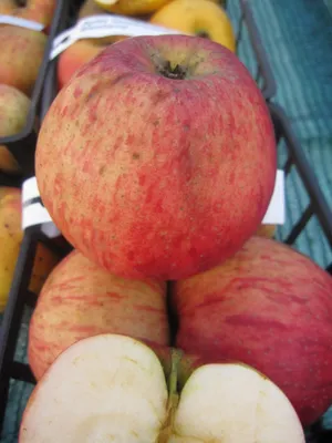 Produktbild von Malus Gewürzluikenapfel - Winterapfel Gewürzluikenapfel