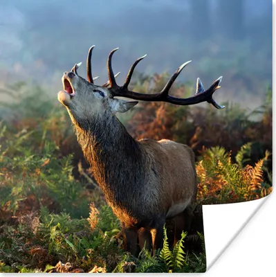 Produktbild von MuchoWow® Poster Hirsche - Wald - Nebel 100x100 cm - Babyzimmer